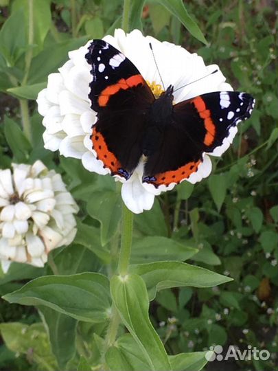 Няня помощница по хозяйству с проживанием