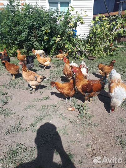 Куры несушки