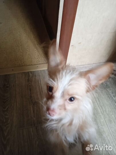 Маленькая собака