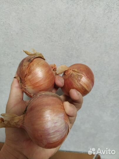 Лук семейный красный
