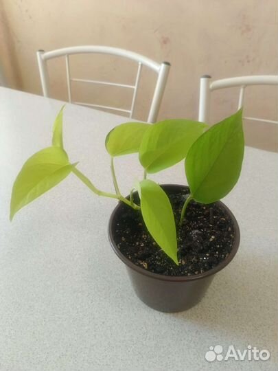 Эпипренумы, монстера, сингониум