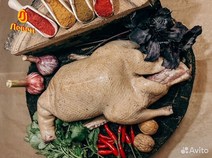 Мясо птицы. Тушки утки