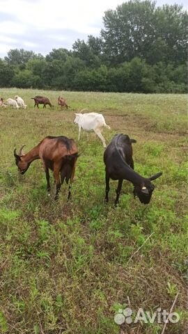 Козы Чешские, Зааненские