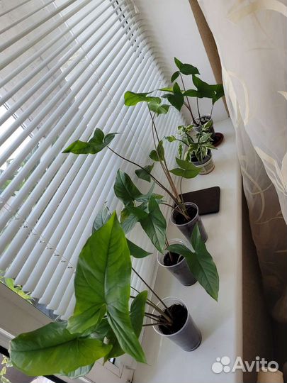 Сингониум,тёщин язык зеленый