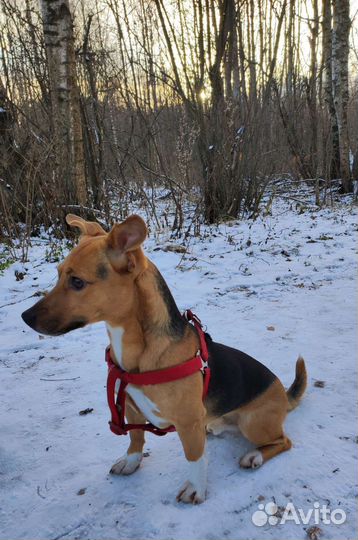 Вязка, кобель метис Джек Рассела и Бигля