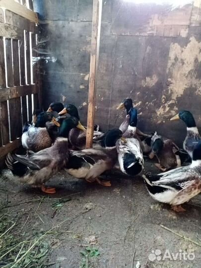 Молодые петухи