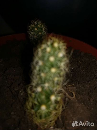Кактус