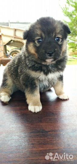 Щенки лайки