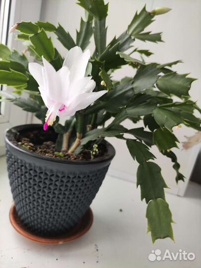 Декабрист шлюмбергера