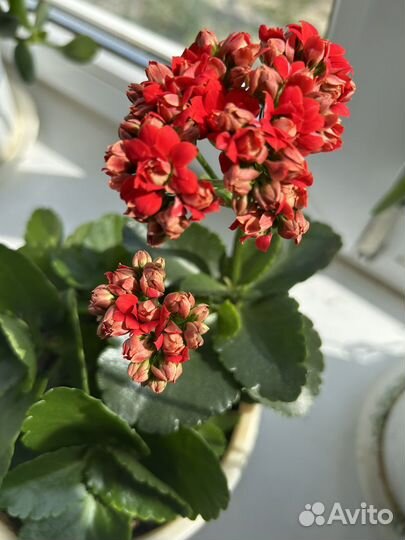 Каланхоэ красный