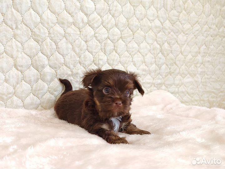 Йорки шоколадки