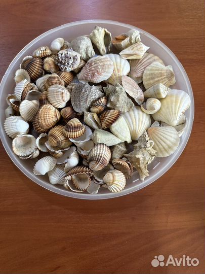 Ракушки