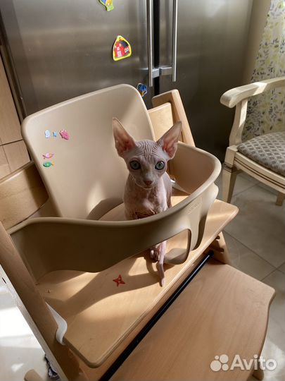 Канадский сфинкс котенок