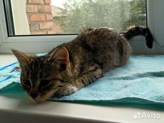 Котенок в добрые руки