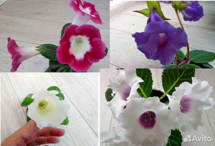 Глоксиния Тидеи