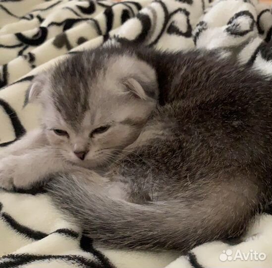 Вязка вислоухий шотландец