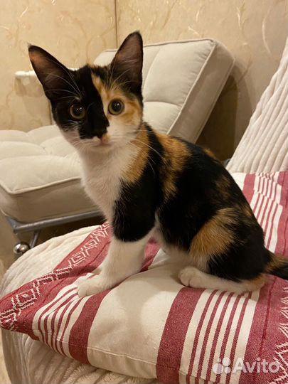 Домашиние котята