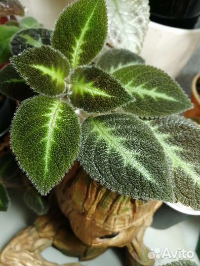 Эписции сортовые