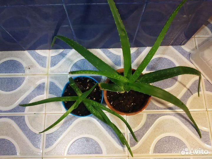 Комнатные цветы и суккуленты