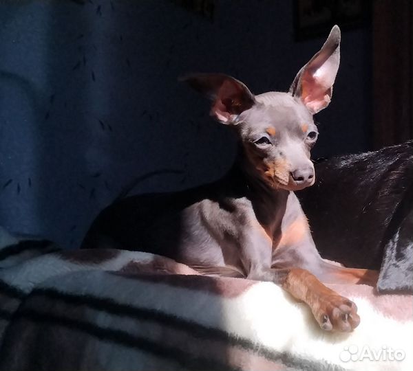 Той-терьер вязка