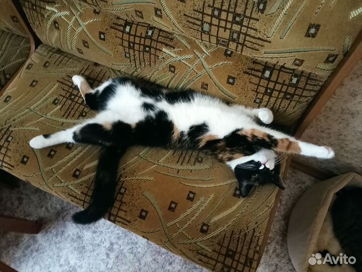 Кошка в добрые руки