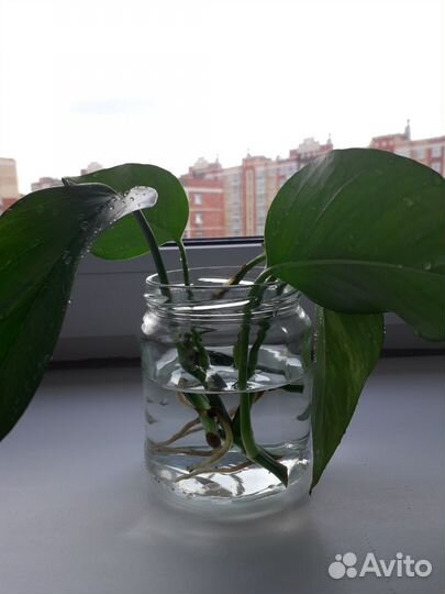 Эпипремнум Марбл Квин