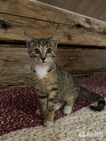 Котята в добрые руки бесплатно мышеловы