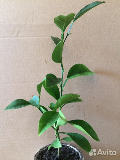 Подарок Цитрусовые деревья