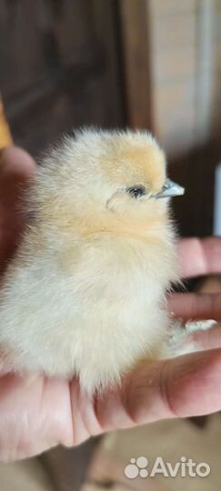 Цыплята от суточных до подрощенных, яйца