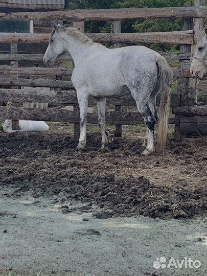 Жеребец и кобыла