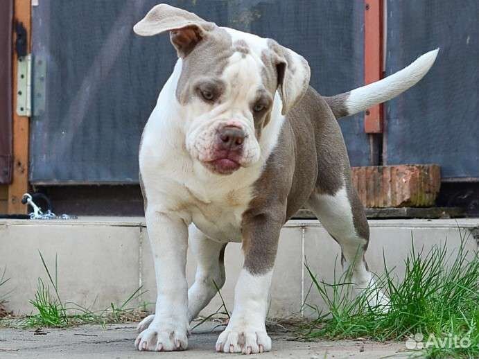 Староанглийский бульдог. Последняя девочка