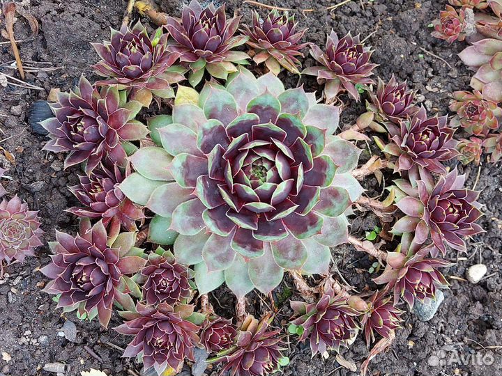 Молодило (каменная роза)