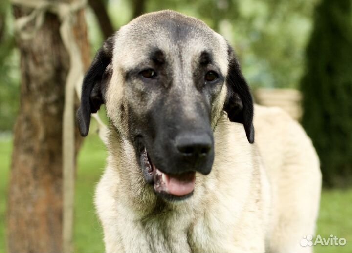 Щенки кангала