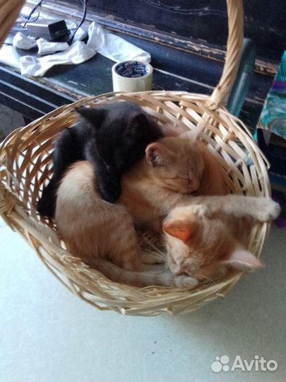 Котята в добрые ручки