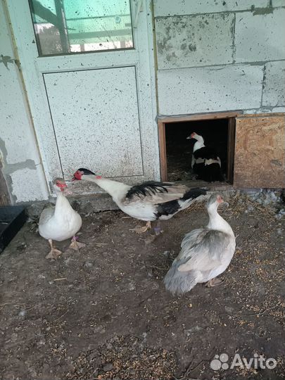 Плечистые мускусные утки