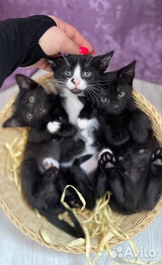 Канадский сфинкс котенок