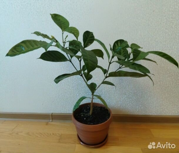 Табернемонтана взрослая с бутонами