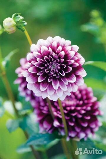 Георгины многолетние саженцы