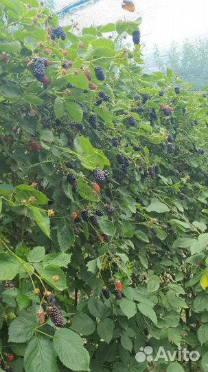 Ежевика ягода