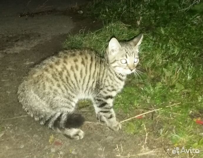Котенок