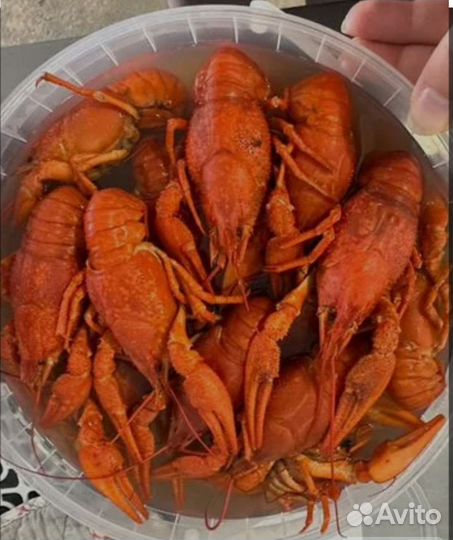 Живые раки, варим на заказ, доставка