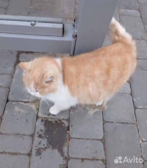 Кошечка ищет дом