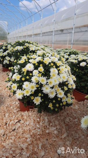 Хризантемы мультифлора