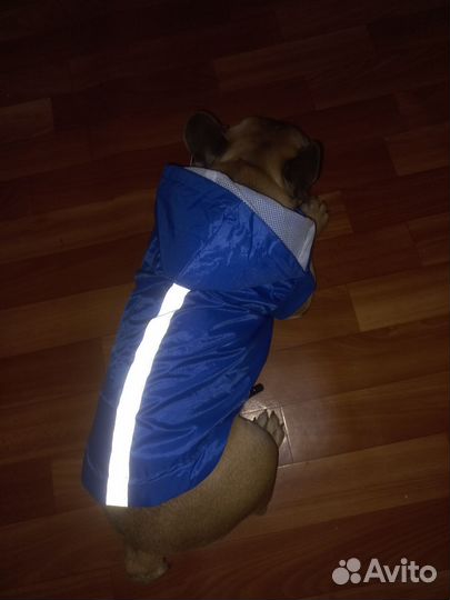 Одежда для собак