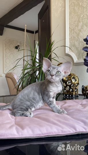 Девон-рекс мальчик