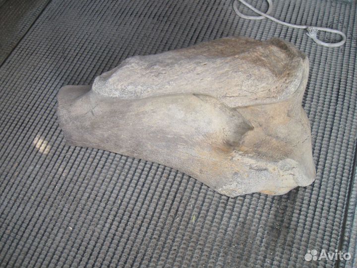 Продается кость мамонта