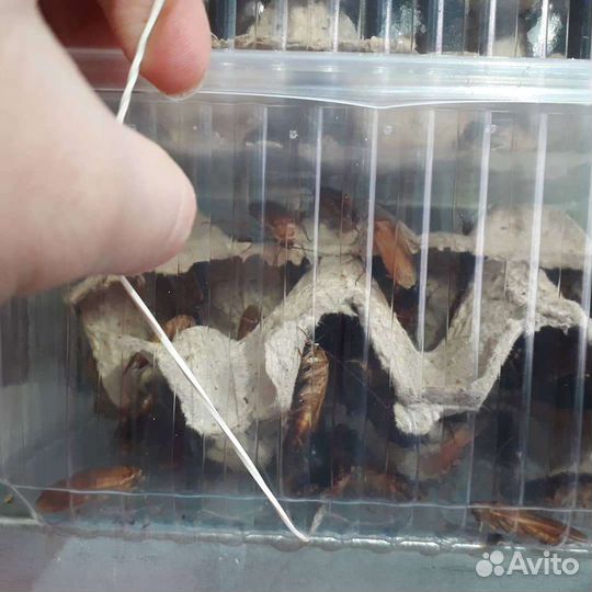 Корм для экзотических животных