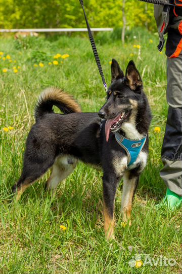 Щенок в добрые руки