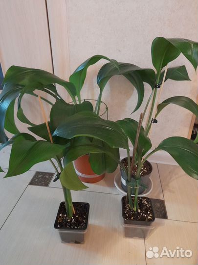 Домашние растения