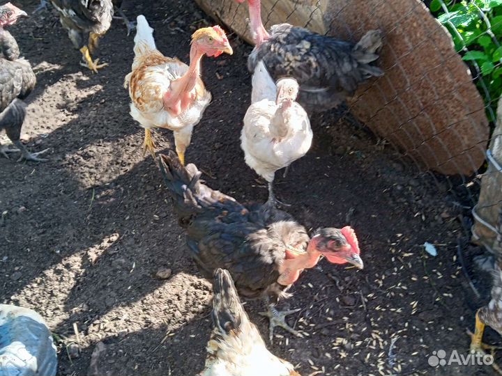 Голошейные петухи